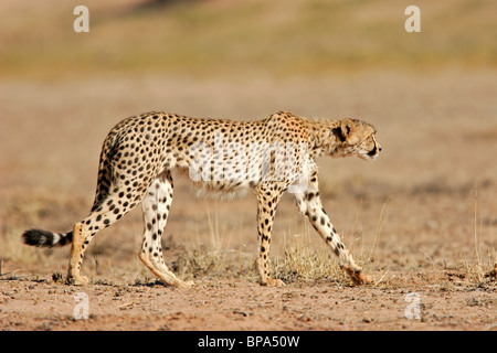 Le harcèlement criminel Guépard (Acinonyx jubatus), Kgalagadi Transfrontier Park, Afrique du Sud Banque D'Images