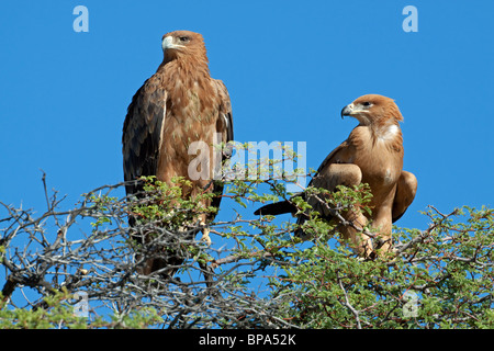 Paire d'Aigles royaux (Aquila rapax tawny) perché au sommet d'un arbre, Kgalagadi Transfrontier Park, Afrique du Sud Banque D'Images