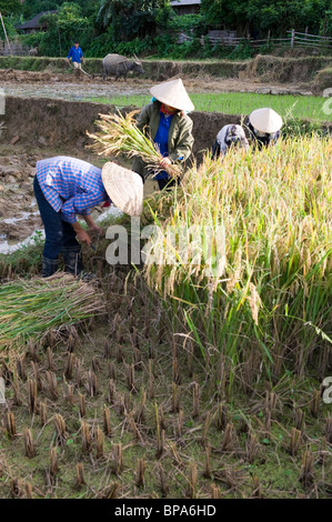 La récolte de riz dans le nord-ouest village vietnamien de Na Bai en juillet 2010. Banque D'Images