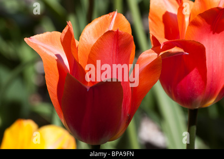 Tulip Time Festival Holland Michigan aux États-Unis Marjolein rouge tulipes macro fleur au-dessus de dessus flou arrière-plan flou horizontal haute résolution Banque D'Images