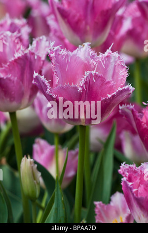 Festival du temps des tulipes à Dutch Holland, Michigan, MI, rose Fancy Frills Fringed images photos à vendre sur Alamy, format vertical aux États-Unis, US, haute résolution Banque D'Images