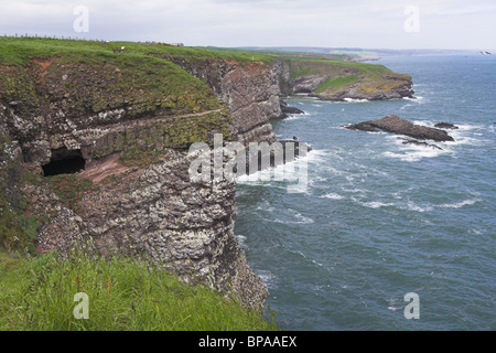 Oiseaux marins sur les falaises de grès rouge à Fowlsheugh réserve naturelle RSPB à Kincardineshire, Ecosse, en juin. Banque D'Images