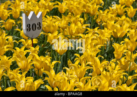 Festival du temps des tulipes Hollandais Michigan jaune Tulipa West Point vente extérieure vu du dessus vente aérienne pour sur alamy horizontal aux États-Unis US haute résolution Banque D'Images