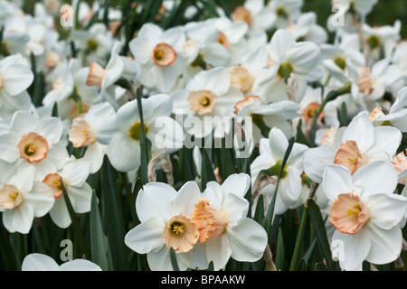 Narcisses blanches pures Narcissus belles fleurs vue de dessus gros plan images photos photographie vente sur alamy aux États-Unis US horizontal haute résolution Banque D'Images