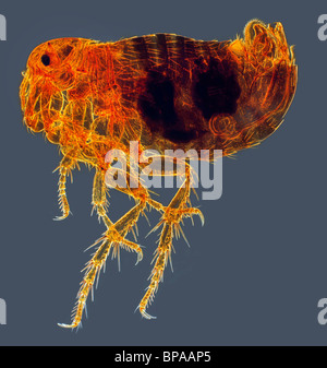 Darkfield photomicrographie d'un Résiduelle humaine (Pulex irritans) Banque D'Images