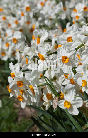 Narcisses blanches pures Narcissus les belles fleurs vues du dessus images photos photographie vente pour sur alamy aux États-Unis US vertical haute résolution Banque D'Images