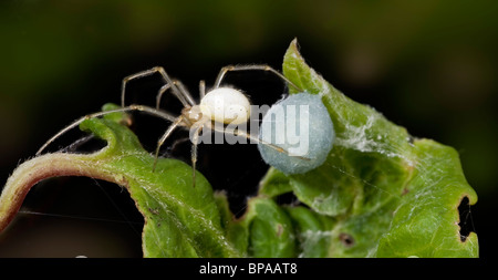Peigne femelle Enoplognatha ovata, spider à pieds, tendant son sac bleu qui est dissimulée dans une feuille enroulée, Banque D'Images