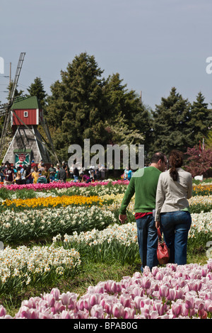 Festival du temps des tulipes à Dutch Holland, Michigan, MI, aux États-Unis, États-Unis, images, photos, photographie, vente pour sur Alamy, vertical, haute résolution Banque D'Images