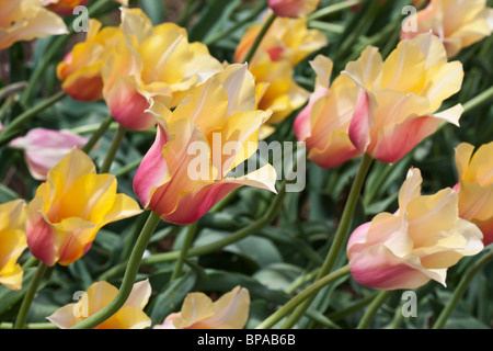 Lever de soleil sur tulipa Blushing Lady Beauty Michigan mi aux Etats-Unis images US photos photos photos photographie Grande haute résolution horizontale haute résolution haute résolution haute résolution haute résolution haute résolution haute résolution Banque D'Images