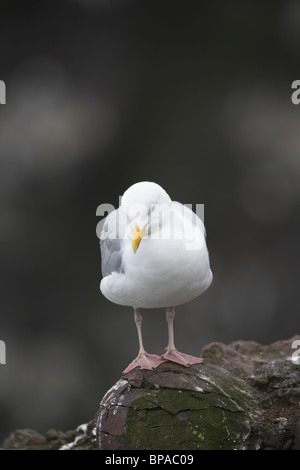 European Herring Gull Larus argentatus hot perché sur rock à Fowlsheugh réserve naturelle RSPB, Kincardineshire en juin. Banque D'Images