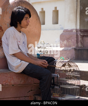 Garçon vendre des oiseaux à Wat Phnom, Cambodge Banque D'Images