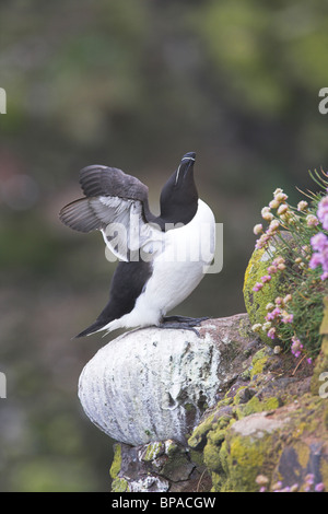 Petit pingouin (Alca torda) wing-étirage à Fowlsheugh réserve naturelle RSPB, Kincardineshire en juin. Banque D'Images