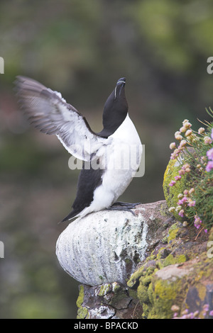 Petit pingouin (Alca torda) wing-étirage à Fowlsheugh réserve naturelle RSPB, Kincardineshire en juin. Banque D'Images