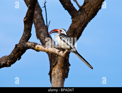 Red-Billed (Tockus erythrorhynchus Calao), Samburu, Kenya, septembre 2007 Banque D'Images