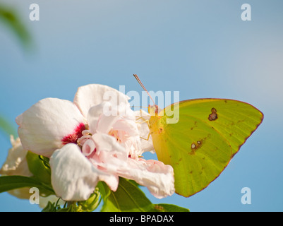 Assombri papillon sur fleur Althea contre le ciel bleu Banque D'Images