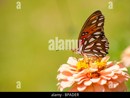 Gulf Fritillary papillon sur une couleur saumon Zinnia Banque D'Images