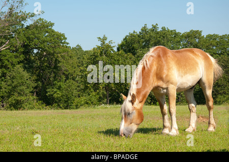 Projet de pâturage chevaux belge Banque D'Images