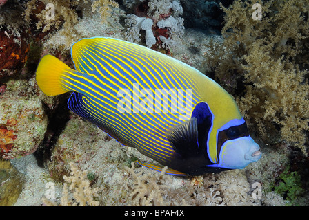 Poissons-anges empereur off Daedalus Reef, Egypte, Mer Rouge Banque D'Images