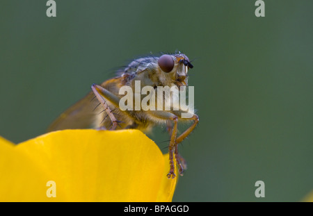 La bouse jaune fly (scatophaga stercoraria) sur buttercup Banque D'Images