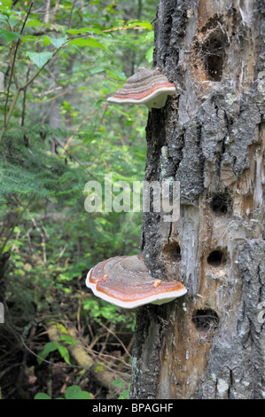 Champignon le long du sentier Grey Owl, le Parc National de Prince Albert. Banque D'Images