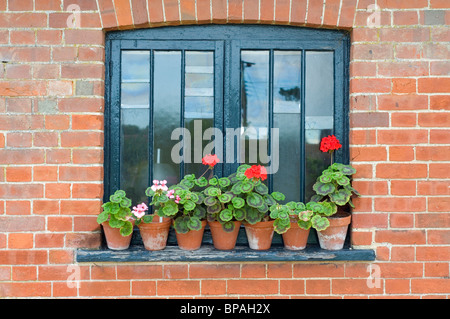 Une façade victorienne fenêtre avec pots en terre cuite de géraniums rouges et roses sur le rebord de la fenêtre Banque D'Images