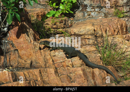 Une eau de Merten varan (Varanus mertensi) au soleil sur des pierres à Litchfield National Park, Territoire du Nord, Australie. Banque D'Images