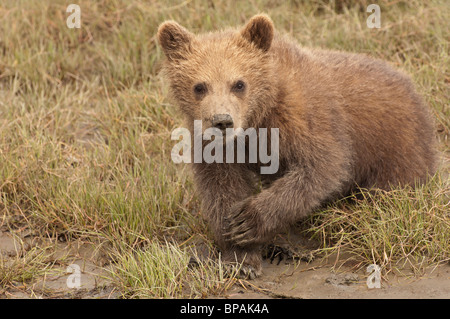 Stock photo d'un ours brun d'Alaska cub assis dans d'herbes courtes, Lake Clark National Park, Alaska. Banque D'Images