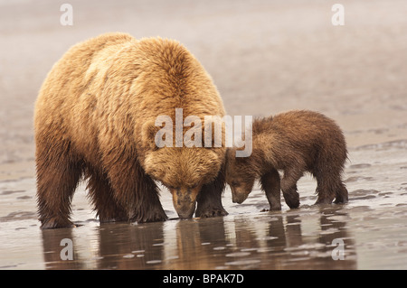 Stock photo d'une mère ours brun lui enseignant cub pour aller sur la récolte des myes à marée, Lake Clark National Park, Alaska. Banque D'Images