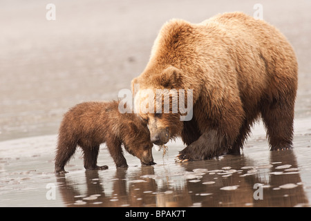 Stock photo d'une mère ours brun lui enseignant cub pour aller sur la récolte des myes à marée, Lake Clark National Park, Alaska. Banque D'Images