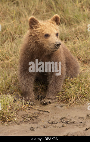 Stock photo d'un ours brun d'Alaska cub assis dans d'herbes courtes, Lake Clark National Park, Alaska. Banque D'Images