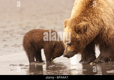 Stock photo d'une mère ours brun lui enseignant cub pour aller sur la récolte des myes à marée, Lake Clark National Park, Alaska. Banque D'Images