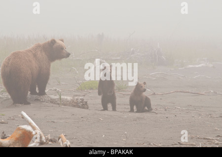 Stock photo d'un ours brun de truies et deux oursons sur la plage, dans le brouillard, Lake Clark National Park, Alaska. Banque D'Images
