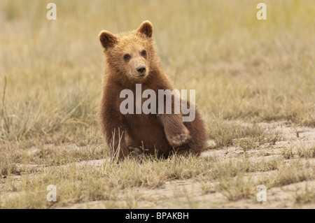 Stock photo d'un ours brun d'Alaska cub assis dans d'herbes courtes, Lake Clark National Park, Alaska. Banque D'Images