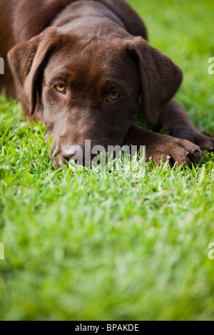 Chiot Labrador brun chocolat Banque D'Images