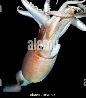 Le calmar de Humboldt géant (Dosidicus gigas) la nuit sous-marine dans la mer de Cortez, Mexique Banque D'Images