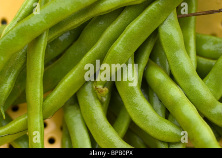 Haricots verts fraîchement cueillis sont lavés dans une passoire jaune. Banque D'Images