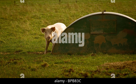 Cochon debout à côté d'un abri en métal incurvé dans un champ britannique. Banque D'Images