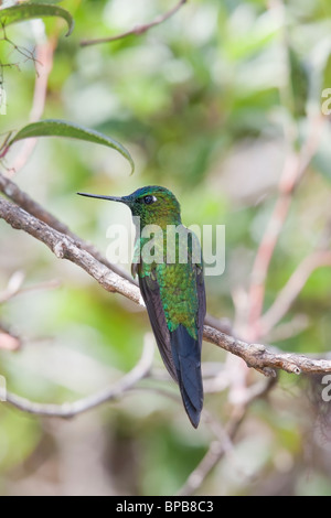 Sapphire évent Puffleg (Eriocnemis luciani luciani) Banque D'Images