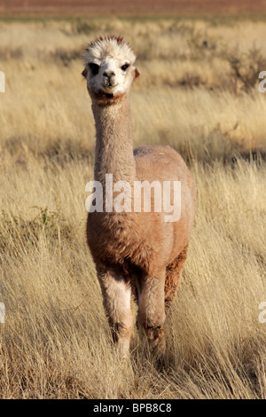 Alpaca (Vicugna pacos), les espèces domestiquées de camélidés sud-américains Banque D'Images