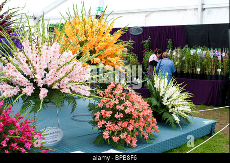 Affichage fleurs à Shrewsbury Flower Show, Shropshire, Angleterre Banque D'Images