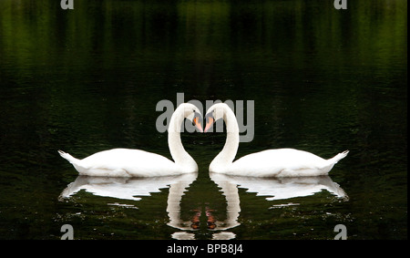 Deux beaux cygnes blancs romantiquement ensemble la création d'une forme de cœur dans un lac. Banque D'Images