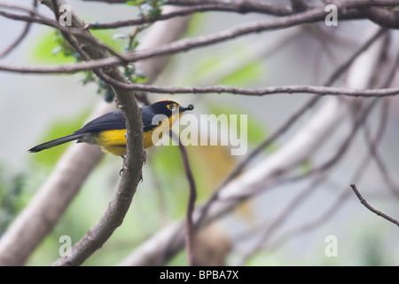 Rougequeue à lunettes (Myioborus melanocephalus) ruficoronatus, avec de la nourriture. Banque D'Images