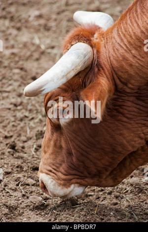 Les taureaux attendent le bull riding événement, Chaffee County Fair & Rodeo Banque D'Images