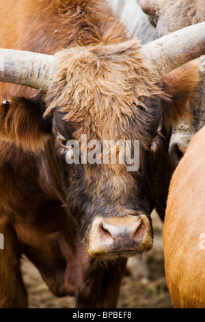 Les taureaux attendent le bull riding événement, Chaffee County Fair & Rodeo Banque D'Images