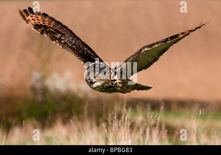 Eagle Owl en vol Banque D'Images
