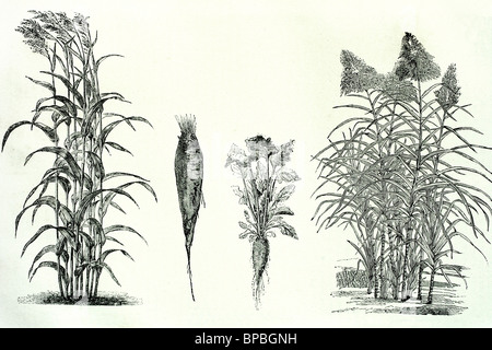 Les usines de sucre. Le sorgho, betterave et canne à sucre. Illustration d'antiquités. 1889. Banque D'Images