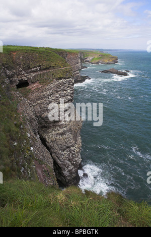 Oiseaux marins sur les falaises de grès rouge à Fowlsheugh réserve naturelle RSPB à Kincardineshire, Ecosse, en juin. Banque D'Images