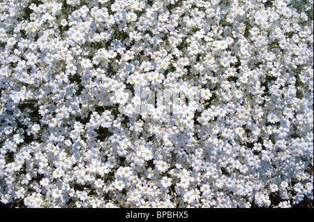 Tapis de fleurs blanches, Cerastium tomentosum, la neige en été, Colorado, USA. Banque D'Images