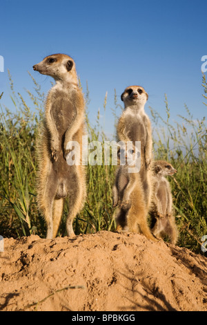 Suricata suricatta, groupe de suricates du Kalahari, Projet Suricates, Van Zylsrus, Northern Cape, Afrique du Sud Banque D'Images
