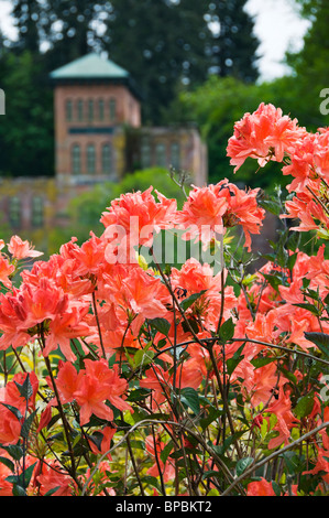 Voir l'historique de la brasserie Olympia abandonnée vu à travers une profusion de fleurs de rhododendron orange à Tumwater Park. Banque D'Images